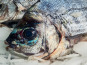 Ocean Frais - Dorade grise vidé 300/500g