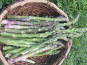 Des Poules et des Vignes à Bourgueil - Asperges vertes  de Touraine