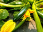 Les Champs Paradis - Courgette verte Bio - 1kg