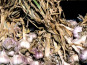 L'OLIVERAIE DU COUDON - AIL VIOLET  NOUVELLE SAISON 1KG