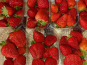 Maison du Pruneau - Cueillette du Gascon - Fraises du Lot et Garonne (variété Charlotte ou Murano) 500g