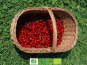 LES JARDINS DE KARINE - Cerise griotte avec noyau surgelée - 1 kg