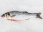Godaille de l'Armement Cherbourgeois - En Direct du Bateau - Bar Sauvage Pièce 1kg