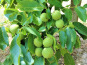 Les Vergers De Tailhac - Noix vertes de la Saint Jean (2kg)