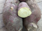 Langevine - PATATE DOUCE MURASAKI 1KG BIO