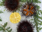 Camargue Coquillages - Oursins de Camargue - Pêche Responsable et Artisanale - 12 pièces