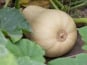 La Ferme de Goas Per - Butternut bio - 1 pièce