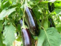 Les Champs Paradis - Aubergines pièce de 250 gr env.