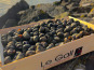 Jean Luc Le Gall Huîtres et Coquillages - Bigorneaux gros 1kg