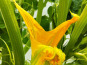 Nature et Saveurs - Ferme Aquaponique et Permacole Astérienne - Fleurs de Courgette - 10 pièces
