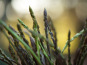 Naturélium - Asperge sauvage - botte de 100g