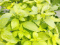 Nature et Saveurs - Ferme Aquaponique et Permacole Astérienne - Basilic Citron (Bouquet Frais)