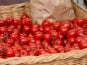 Le Châtaignier - Tomates  cerise - 2kg