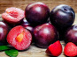L'OLIVERAIE DU COUDON - PRUNES ROUGE 5 Kg