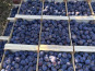 Vergers des brunots - Prune "Stanley" 5kg