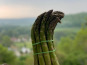 Les Asperges et Framboises du Soissonnais - Asperges Vertes - 1kg
