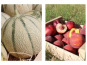 Domaine Reverchon - Melons 5kg  + 5kg de Pêches jaunes