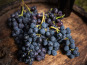 Les Jardins de Gérard - Raisin noir Bio - 400g