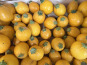 Maison Quéméner - Courgette ronde jaune - Lot de 2 pièces (environ 600 g)