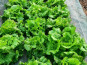 La Ferme de Goas Per - Salade bio - 2 pièce