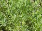 Rivesaline - Terre Saline - Soude maritime Bio 500g