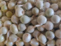 Ferme de la ville basse - Oignon blanc Bio