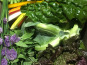 Ferme Sinsac - panier repas de printemps