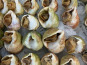 L'atelier des poissonniers - BULOTS