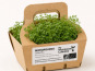 Ma Micropousse culinaire - Micro-pousses de cerfeuil bio – 4 barquettes