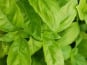 Mon Petit Producteur - Basilic vert bio en botte