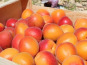 Domaine Reverchon - Abricots du Vaucluse 1kg