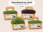 Ma Micropousse culinaire - Micro-pousses bio – Assortiment au choix – 4 barquettes