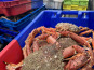 Armement Providence - En direct du bateau - Araignée de mer vivante - MOYENNE 1kg /1,2 kg