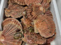 Saint Kerber - Cancale - Coquilles Saint Jacques de Saint Malo 6kg