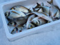 Pêcheur Toni  Micheau - Caisse Daurades Royales Sauvages De Méditerranée - 10 Kg
