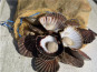 Fine de Cancale - Coquilles saint Jacques vivantes - 15kg