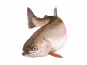Ma poissonnière - Truite rose portion lot de 1kg