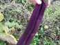 Maison du Pruneau - Cueillette du Gascon - Aubergine Fengyuan lot de 3