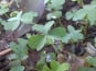 La Cabane à plantes - Oxalis Verte (20 feuilles)
