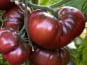 Maréchal Fraicheur - Tomates noire de crimée - 1 kg