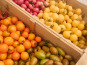 Nature et Saveurs - Ferme Aquaponique et Permacole Astérienne - Tomates Petites Gourmandes en Mélange