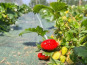 La Ferme de Goas Per - Fraise bio - 250gr