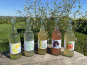 Ferme Sinsac - Lot de 6 pétillants aux fleurs de sureau sans alcool