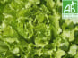 Mon Petit Producteur - Salade Laitue