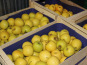 Le Châtaignier - Pommes Catégorie 2 - 100kg