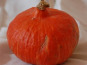 Les Jardins de Mondpa - courge potimarron