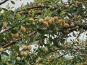 Ferme Sinsac - mirabelles fraiches en carton de 5 kilos