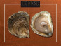 Saint Kerber - Cancale - Huîtres - La plate 1930 "belon" calibre Grosses - 25 pièces (2 douzaines + 1 huitre offerte)