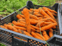 La Ferme de Goas Per - Carotte bio - 1Kg