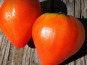 ChâteauFer - Tomate